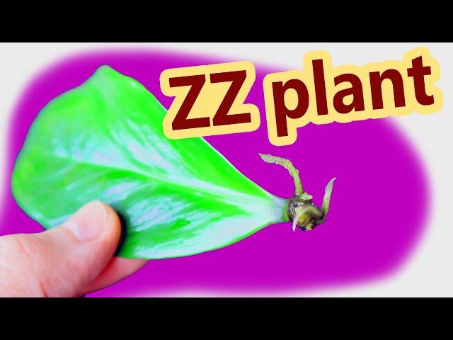 How to propagate Zamioculcas (ZZ plant) from leaves in water  [English subtitles]