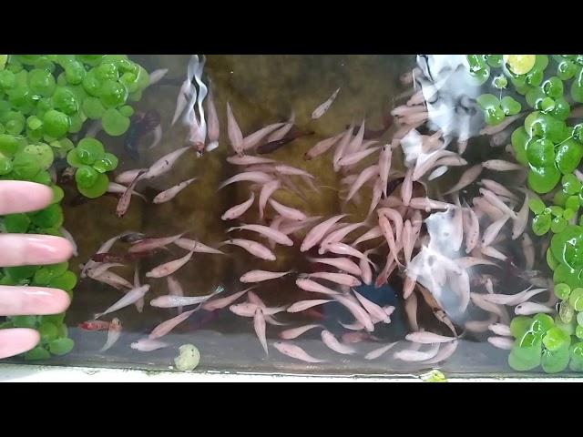 Khóc. Nemo. Méo mỏ . cá betta nemo. KP BETTA SHOP 0918665334