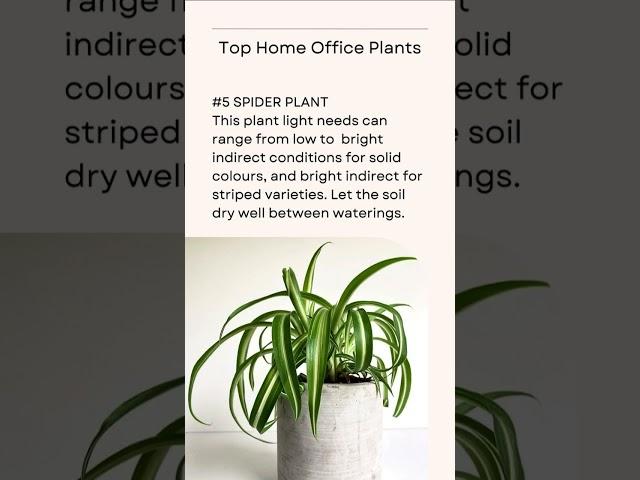 Top 10 Plants For Your Home Office | Kanishka Hi-Tech Nursery | Greater Noida