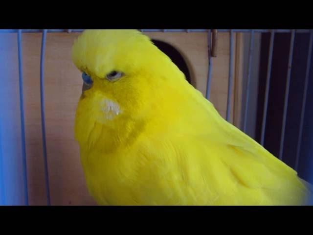 Выставочный волнистый попугай Лютино - Budgerigar Lutino