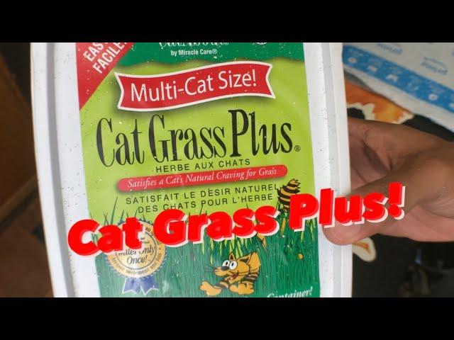 How Do You Use Cat Grass Plus?