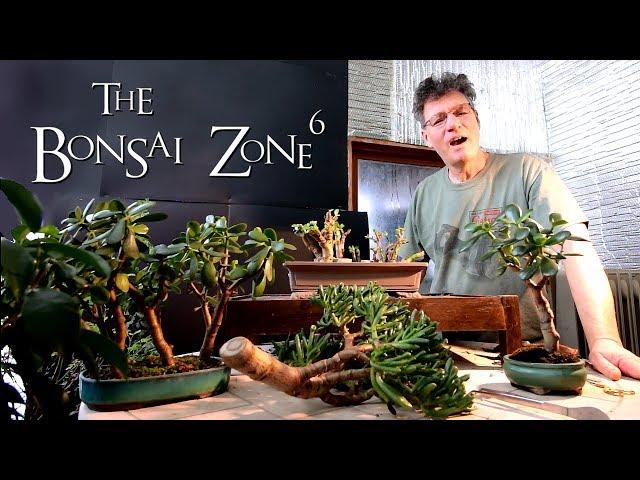 Creating Jade Bonsai, Part 1, The Bonsai Zone, Feb 2019