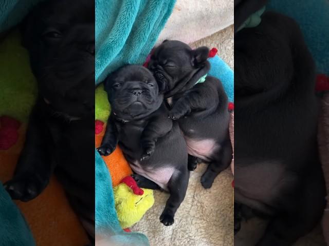 Napping Hard: Frenchie Puppies On The Job  #dogs #puppy #cuteanimals #cute #puppies #doglover