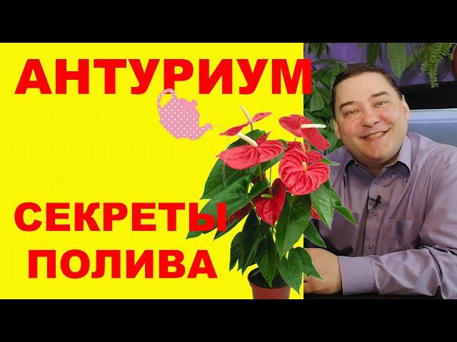 Секреты полива антуриума. [ВСЕ ПО УМУ]