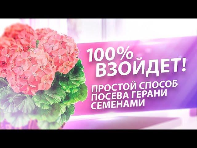 100 % ВЗОЙДЕТ! СДЕЛАЙТЕ ТАК И ПОЛУЧИТЕ ПЫШНОЕ ЦВЕТЕНИЕ ГЕРАНИ ПЕЛАРГОНИИ