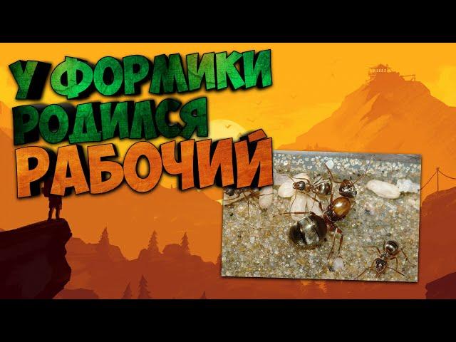 Рождение муравья ! Formica cinerea родился рабочий ! Муравей ! колония с нуля !