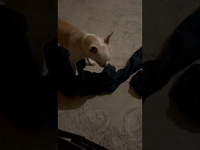 Roko Smart chihuahua search money for food