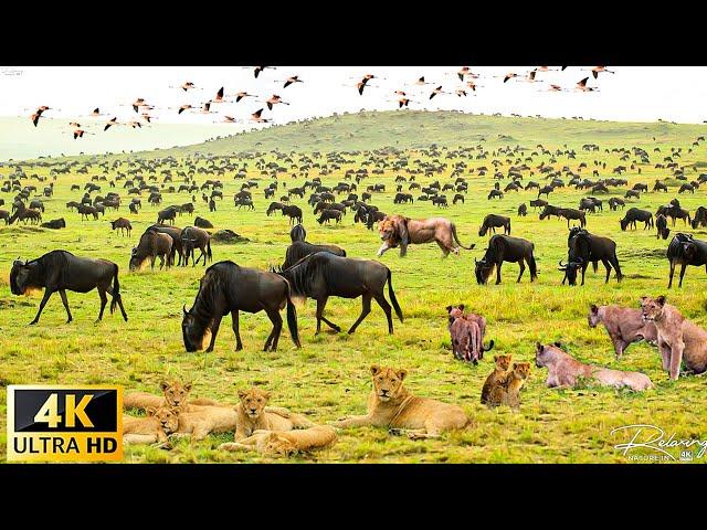 4K African Wildlife : The World's Greatest Migration from Tanzania to Kenya With Real Sounds