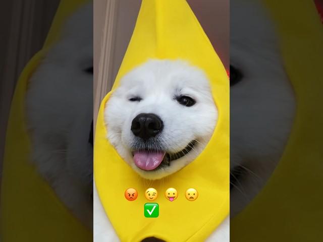 Emoji Challenge  #emojichallenge #samoyed #dogshorts #pets #tiktok #cutedog #puppy #shiro