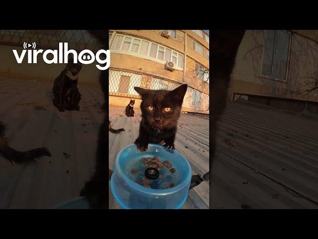 Drone Delivers Food To Rooftop Cats || ViralHog