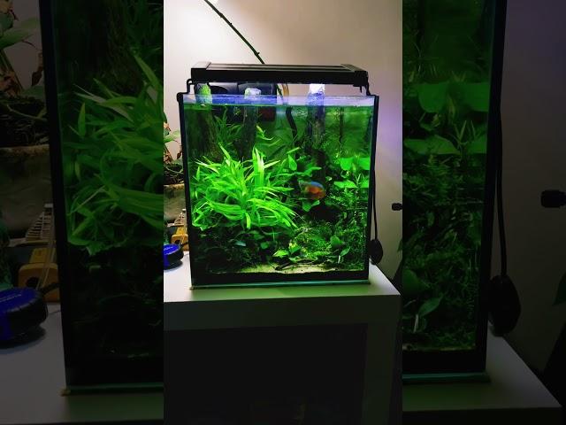 #planted #nature #aquascape #plantedtank #relaxing #anubias #aquascaping #aquahobby #co2