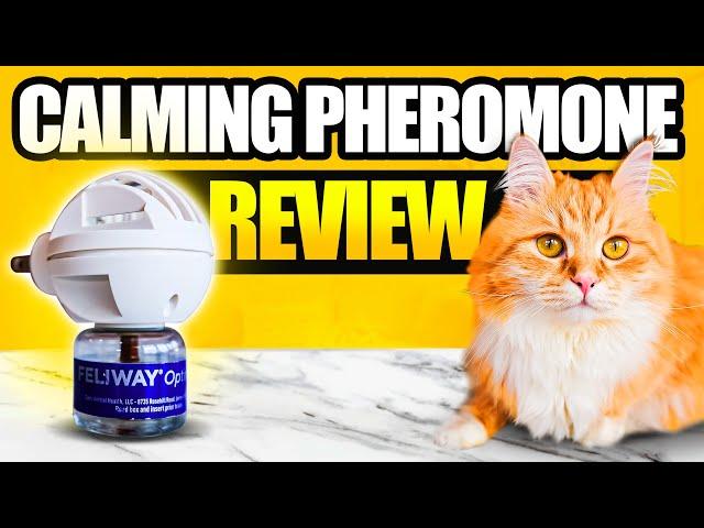 Feliway Cat Calming Pheromone - Does It Really Work?