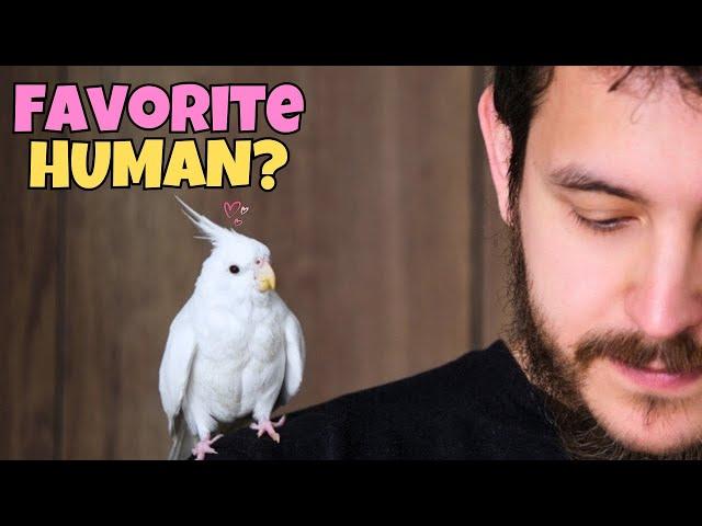 How Cockatiels Choose Their Favorite Human 