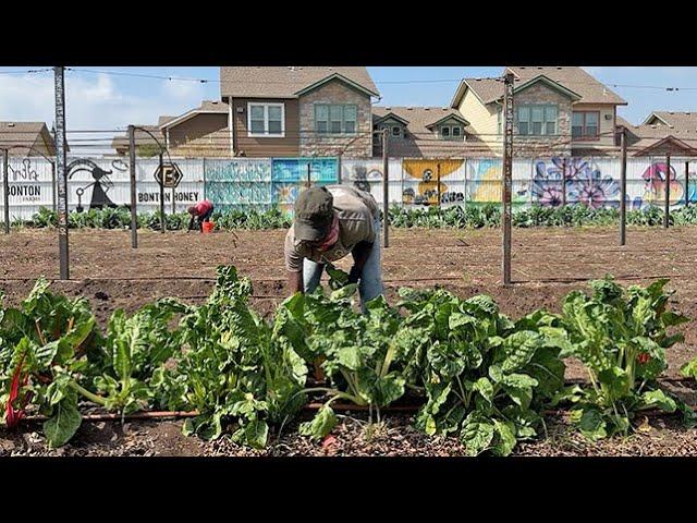 The Texas Bucket List - Bonton Farms in Dallas