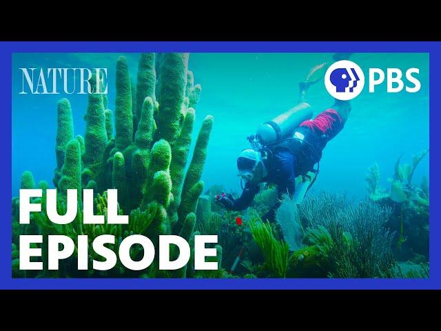 Treasure of the Caribbean | Full Episode | NATURE | PBS