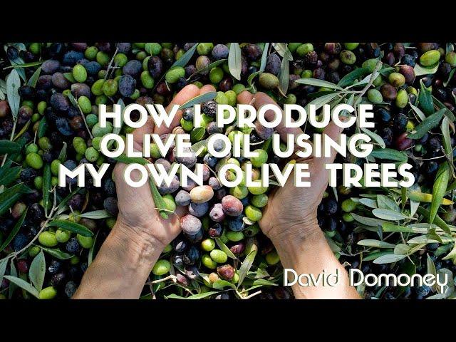 How I Produce Olive Oil Using My Own Olive Trees