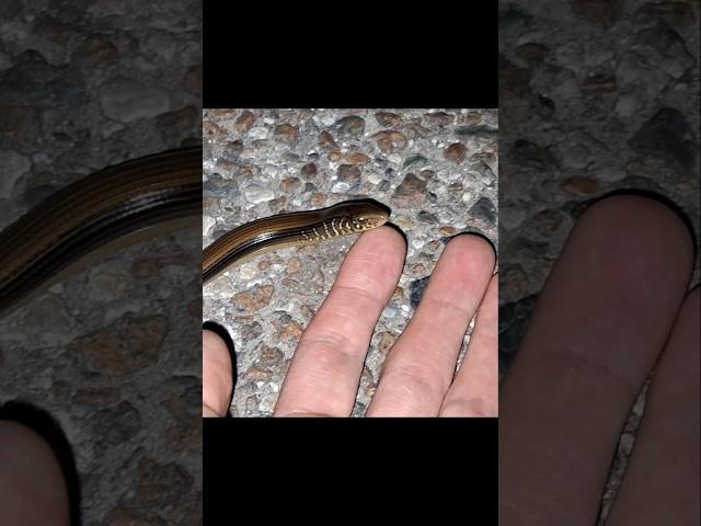Licked by a Glass Lizard!