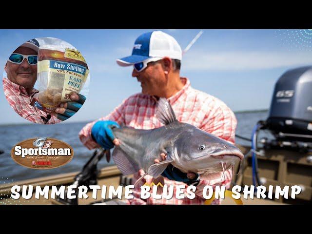 Summertime Catfish Using Shrimp!