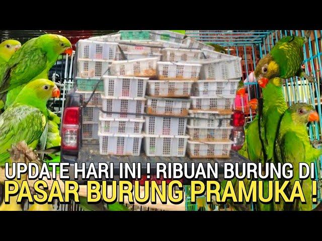 LAGI VIRAL ! NURI PERKICI HARGA MURAH CUMA RATUSAN RIBU DI PASAR BURUNG PRAMUKA HARI INI