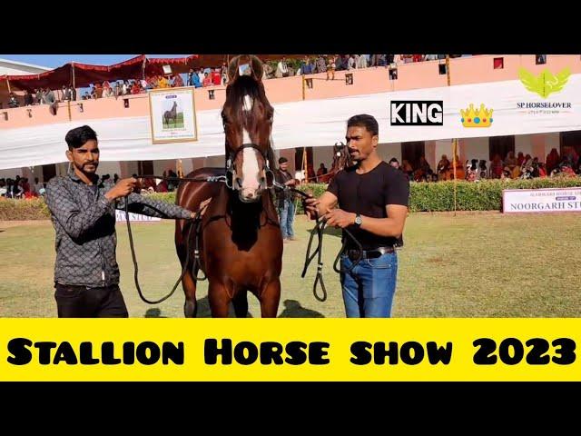 Ransi Horse Show 2023 || Stallion Horse Ring Show #horselover #trending