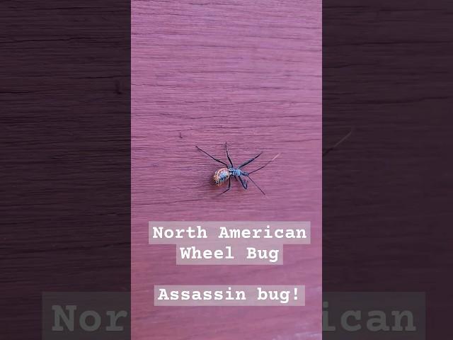 Assassin Bug!  #bug #assassin