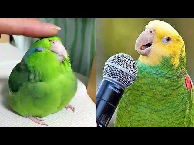 Smart And Funny Parrots Parrot Talking Videos Compilation (2024) - Cute Birds #6