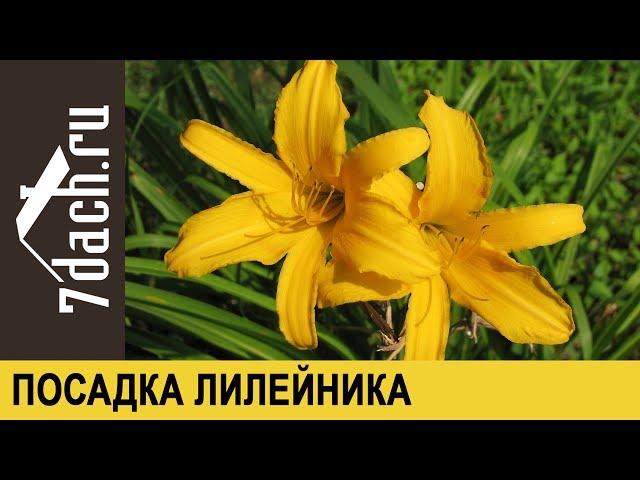 ЛИЛЕЙНИК: посадка и уход - 7 дач