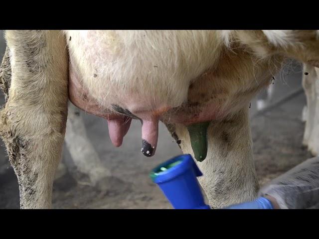 Italmas VP-M: Cредство для обработки вымени после доения/ Udder care after milking