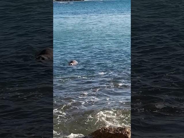 Foca gris en la Cala Llebeig