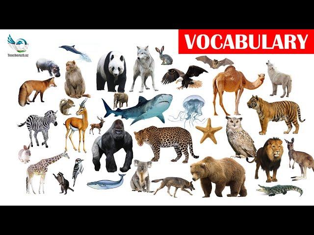 Wild animals with pictures