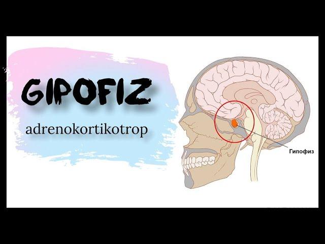 Gipofiz | Adrenokortikotrop yoki kortikotropin