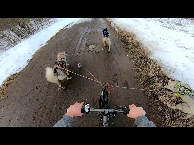 Байкджоринг | Первый выезд в весеннем сезоне и первое падение | Хаски целые