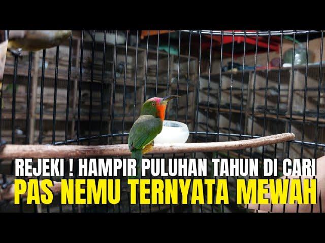 REJEKI ! HAMPIR PULUHAN TAHUN CARI² BURUNG EKSOTIS SEPERTI INI GAK DAPET ! PAS NEMU TERNYATA MEWAH