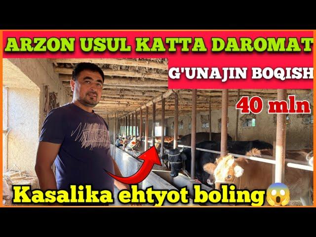 MOL BOQISH SIRLARI 2024// OYIGA 40 MILION DAROMAT