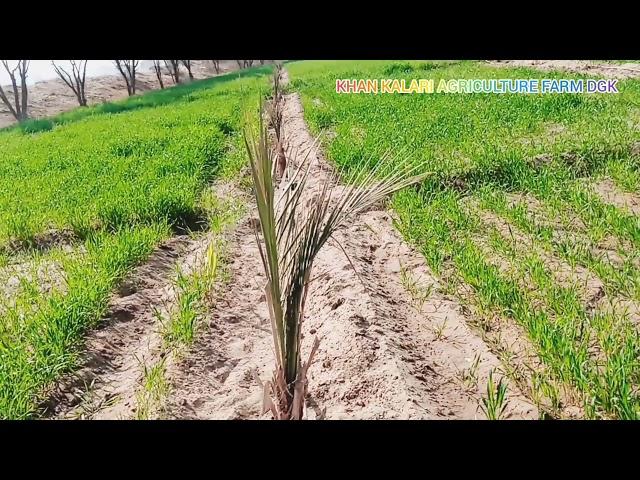 Dates Virati KurBali On Khan Kalari Farm Dgk . On Drip System