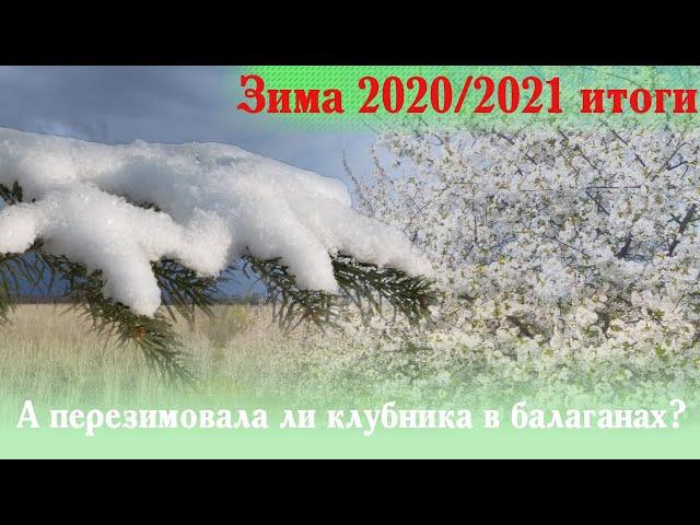 Перезимовала ли клубника в балагане/теплице? Итоги зимы 2020/2021.