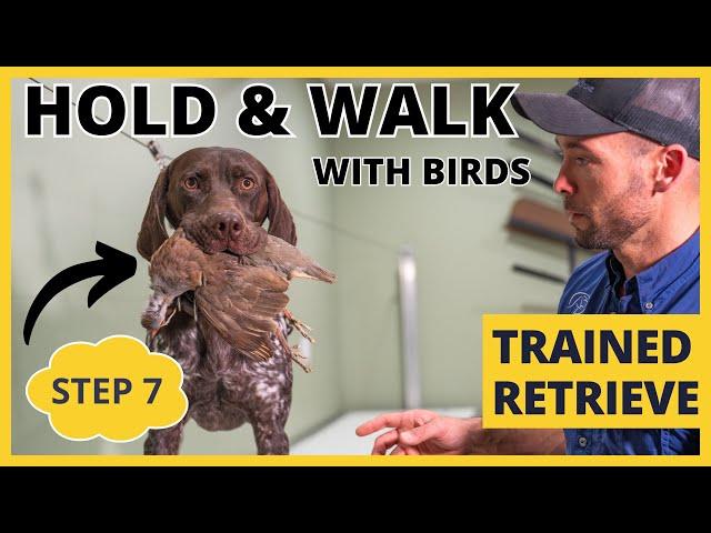 Formal Retrieving Work - Trained Retrieve - Step 7 - Hold & Walk With Birds