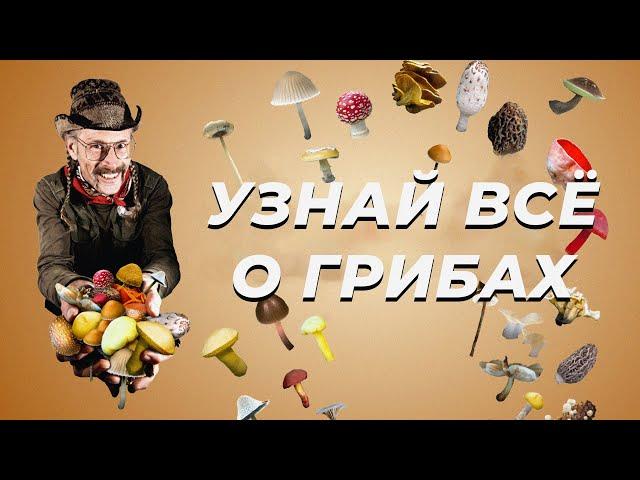 Узнай всё о ГРИБАХ | Документальный фильм