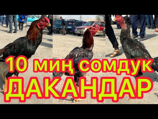 10 миң сомдук ДАКАНДАР ЧЫКТЫ  ~  Жакшы БИЗНЕС окшойт