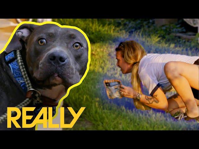 Stray Dog Gets Trapped Between A Fence & Two Pit Bulls During Long Rescue | Pit Bulls & Parolees