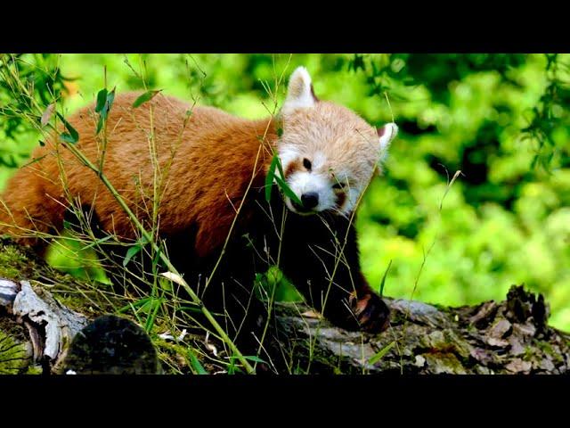 Relaxation Music - Red Panda