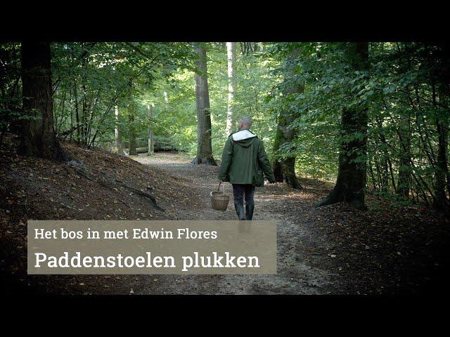 Paddenstoelen plukken met Edwin Flores