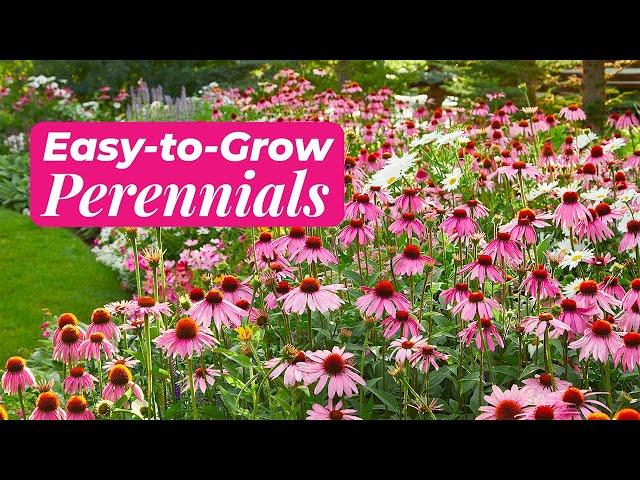 Easy Perennials to Grow