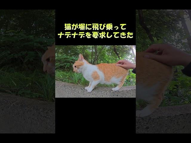 猫が塀に飛び乗ってナデナデを要求してきた #猫 #ネコ #cat