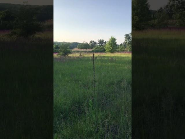 the beauty of the forest-steppe