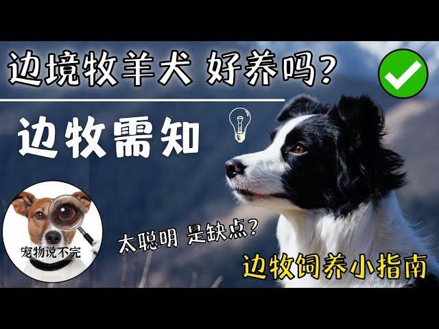 宠物小知识2022 |  边境牧羊犬的优缺点 边牧太聪明是缺点？边牧有多聪明 #边境牧羊犬  #饲养指南 #最聪明狗狗 | 【宠物说不完】