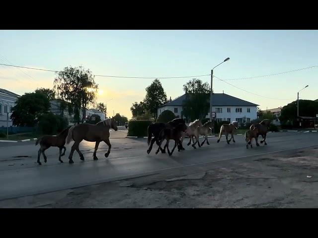 Выгон табуна «Советских тяжеловозов» на пастбище в 2023-м году. #horse #лошади #equestrian #music