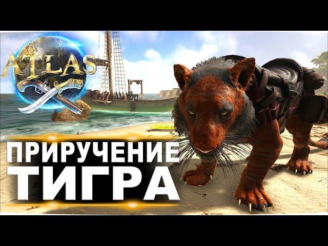 #6 Приручение топового тигра в Atlas (Атлас). Одиночное выживание