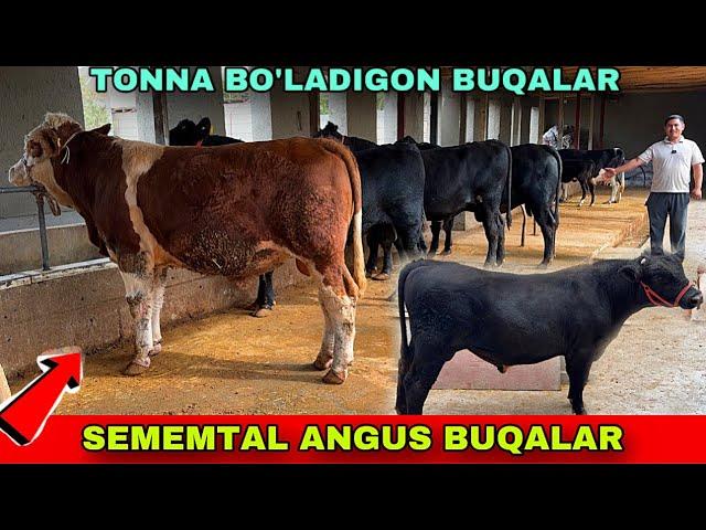 SEMENTAL ANGUS BUQALAR ️90-850-24-37 / 91-691-44-45 TONNA BO’LADIGONLARI KELDI