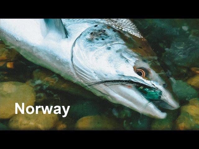 Ловля атлантического лосося в Норвегии / Atlantic Salmon fly fishing in Norway.